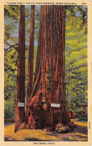 Nagy Fák, A Kaliforniai Képeslap