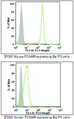 MAB6585 - Méret : 50 mikrogramm - Anti-FCAMR Egér Monoklonális Antitest [Klón: TX61] - Minden (50micrograms)